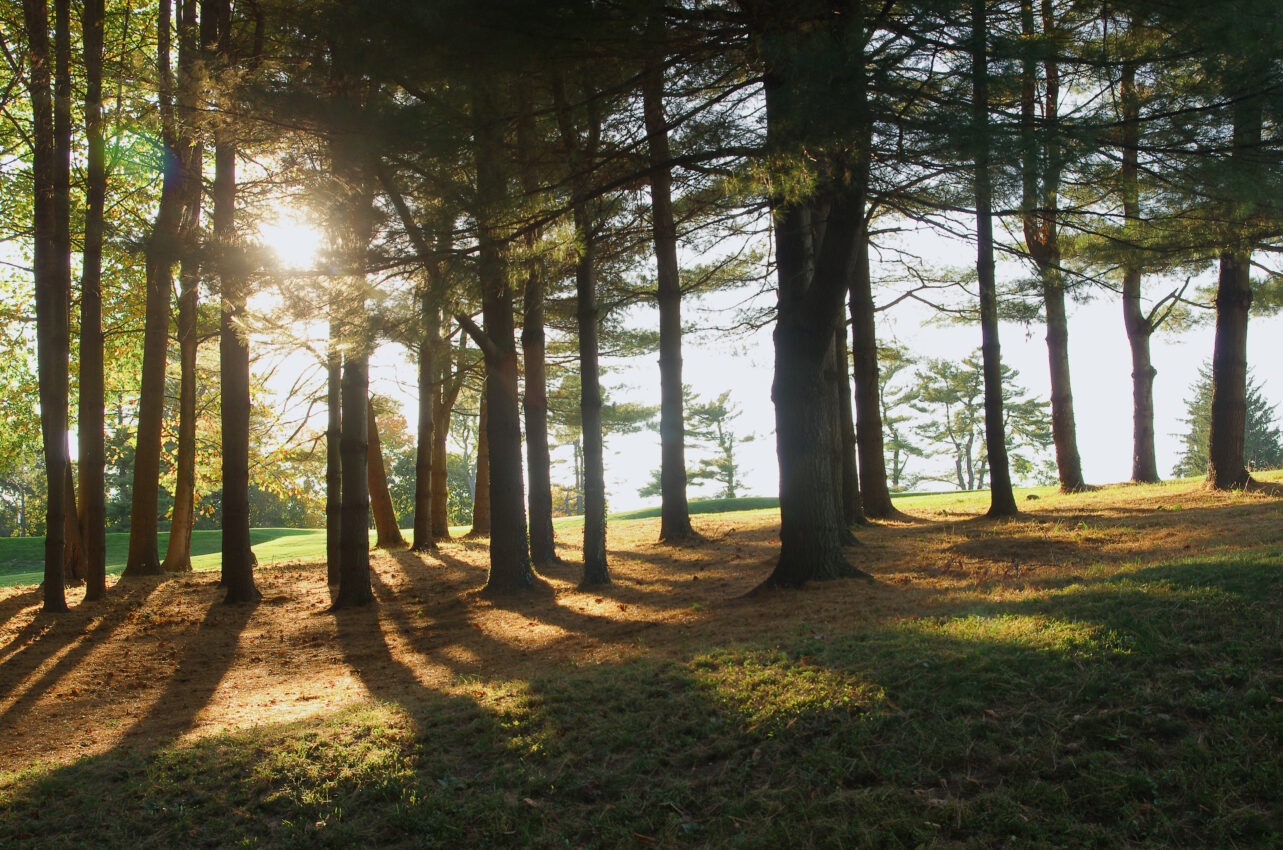 nature view with trees near The Beacon at Garvies Point